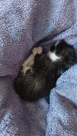 Gattino nero e bianco di circa tre settimane