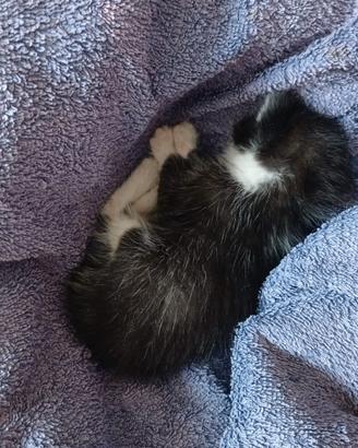 Gattino nero e bianco di circa tre settimane