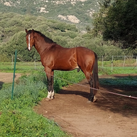 Puledro S.I 3 anni e mezzo