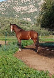 Puledro S.I 3 anni e mezzo