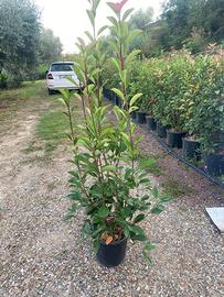 Photinia red robin