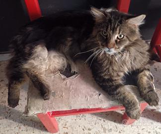 Gattini Maine coon