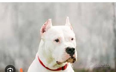 Dogo Argentino monta