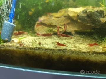 Neocaridine Fire red