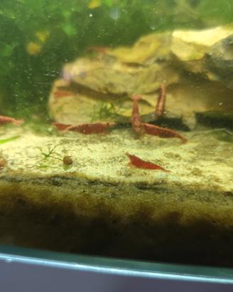 Neocaridine Fire red