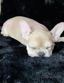 Bulldog francese