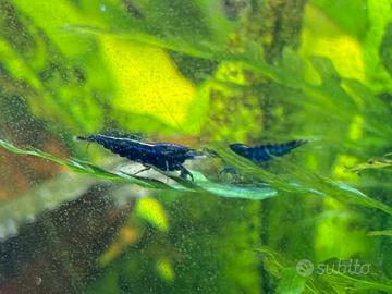Neocaridina blue dream