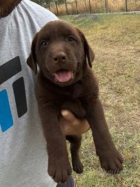 Labrador cuccioli