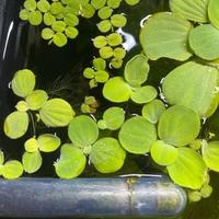 Pianta galleggiante per acquario d'acqua dolce