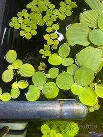 Pianta galleggiante per acquario d'acqua dolce