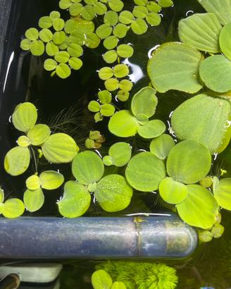 Pianta galleggiante per acquario d'acqua dolce