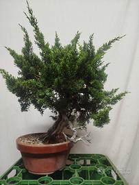Ginepro Itoigawa bonsai