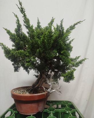 Ginepro Itoigawa bonsai