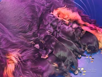 Cocker Spaniel inglese