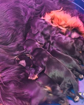 Cocker Spaniel inglese