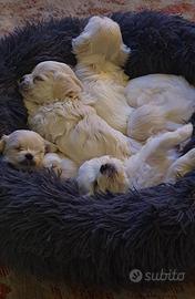 Cuccioli di maltesi toy