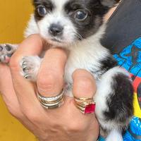 Chiwawa mini toy