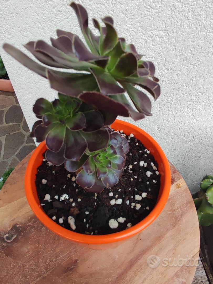Aeonium pianta grassa in vaso di ceramica - Giardino e Fai da te In vendita  a Udine