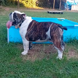 Bulldog inglese per monta