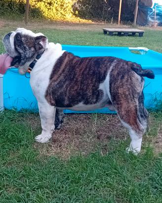 Bulldog inglese per monta