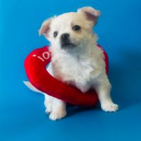 Cucciolo di chihuahua maschio