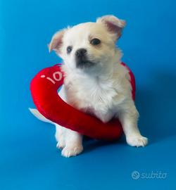 Cucciolo di chihuahua maschio