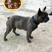 Adulta bulldog francese blue bringee