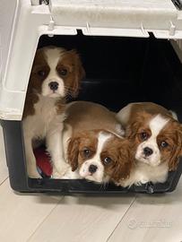 Cavalier King con pedigree