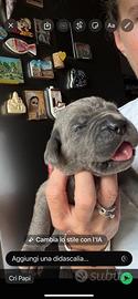 Cuccioli di cane corso