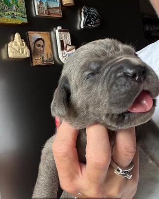 Cuccioli di cane corso
