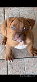American Pitbull Terrier