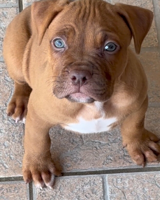 American Pitbull Terrier