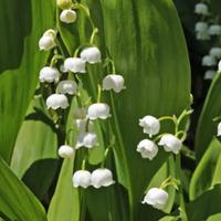 5 rizomi di mughetto convallaria majalis