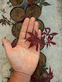 Aceri rosso giapponese