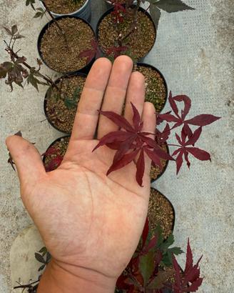 Aceri rosso giapponese
