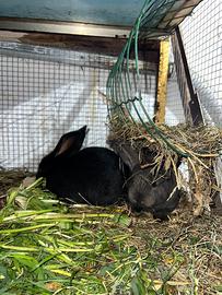 Conigli maschi e femmine