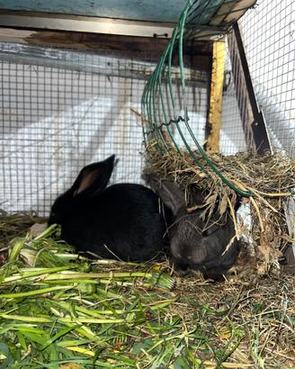 Conigli maschi e femmine