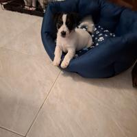 Terrier Jack Russell