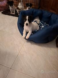 Terrier Jack Russell