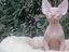 Immagine 3