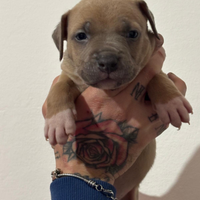 American pitbull terrier in standard ukc