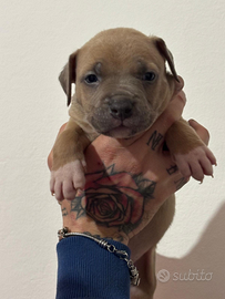 American pitbull terrier in standard ukc