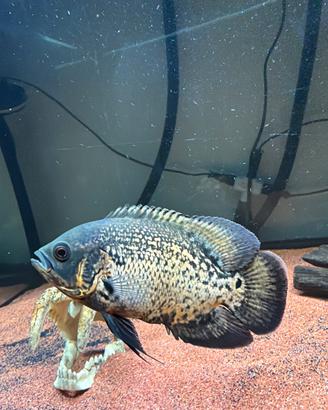 2 pesci Astronotus ocellatus