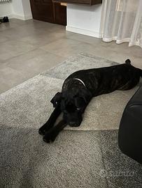 Cucciola di 9 mesi cane corso