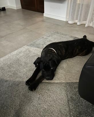 Cucciola di 9 mesi cane corso