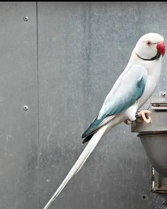 Parrocchetti dal collare