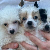 Chinese crested dog