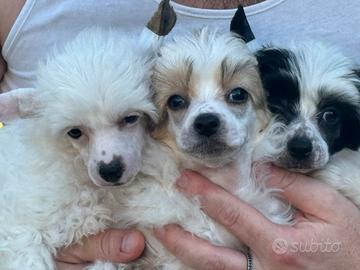 Chinese crested dog