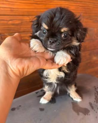 chihuahua Toy femmina pelo lungo 