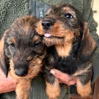 Cuccioli bassotto a pelo duro con pedegree